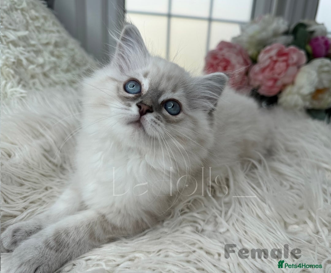 Ragdoll cats for sale: Beautiful,affectionate ragdoll ready for their 🏡 - Image 12