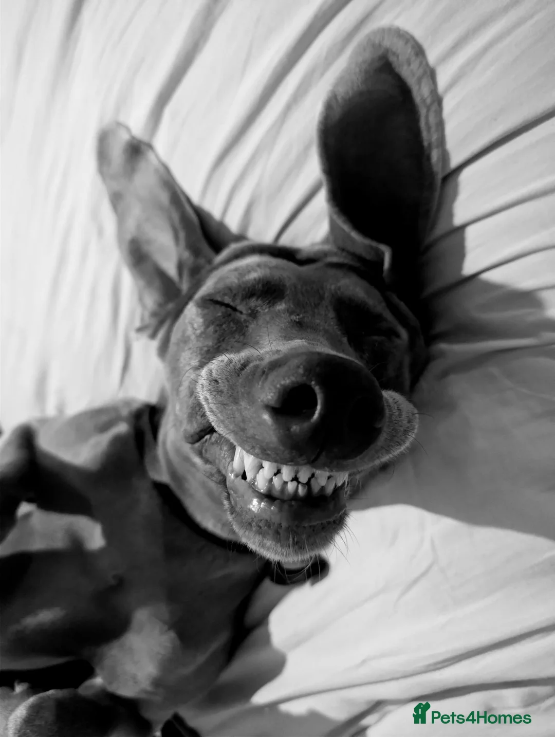 Weimaraner dogs for sale: Looking for a forever home in Canvey Island - Advert 6
