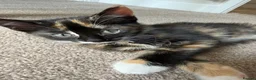 Mixed Breed cats for sale: Beautiful Tri Colour Calico Tuxedo Tabby Kittens - Advert 4