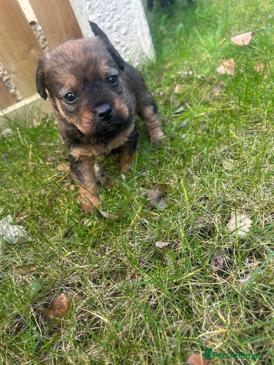 Patterdale Terrier dogs for sale: Stunning Patterdale pups  - Advert 10