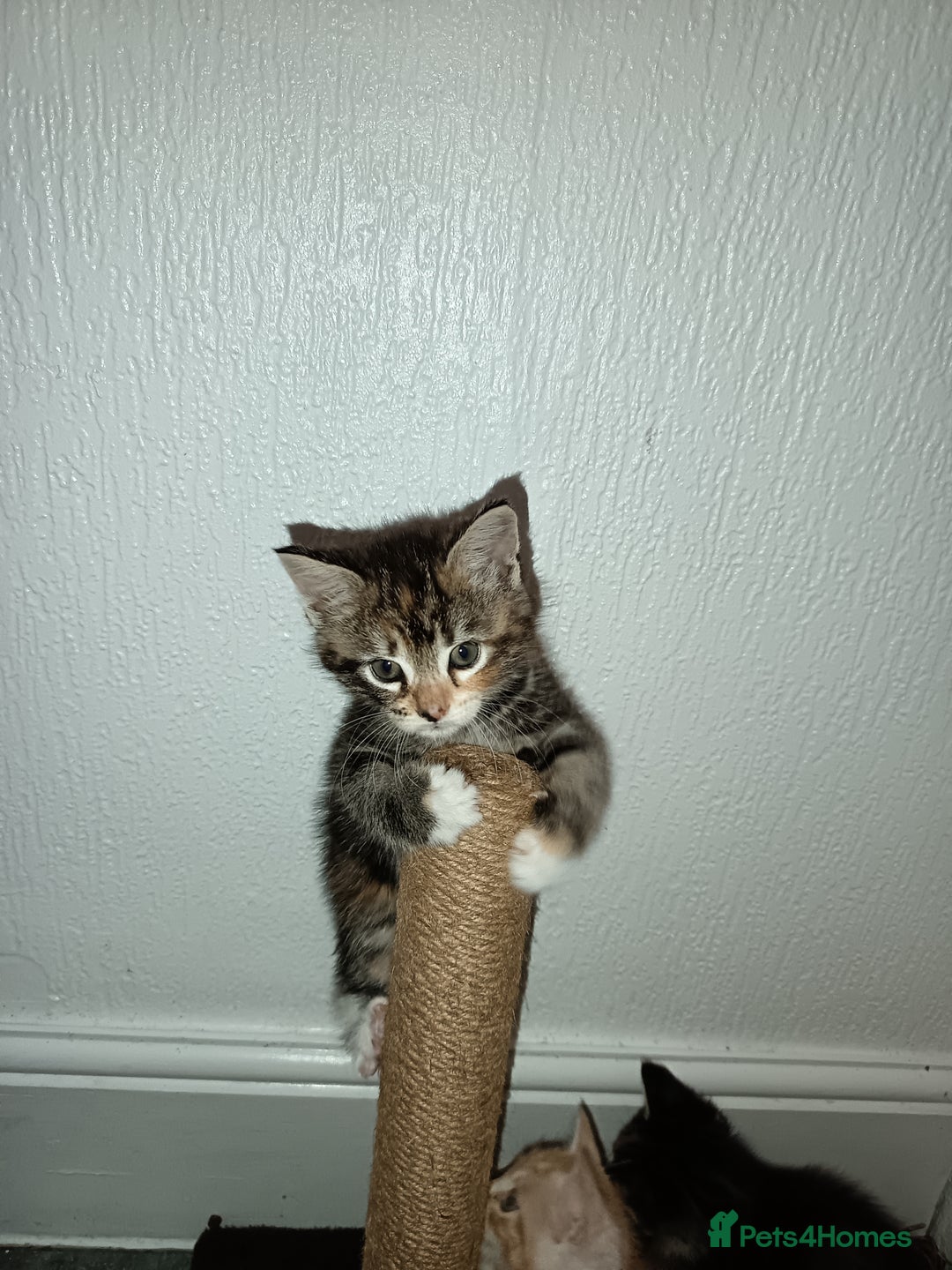 Maine Coon cats for sale: Mainecoon kittens  - Image 20