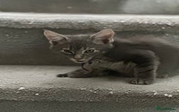 Mixed Breed cats for sale: Mainecoon x kittens  - Image 14