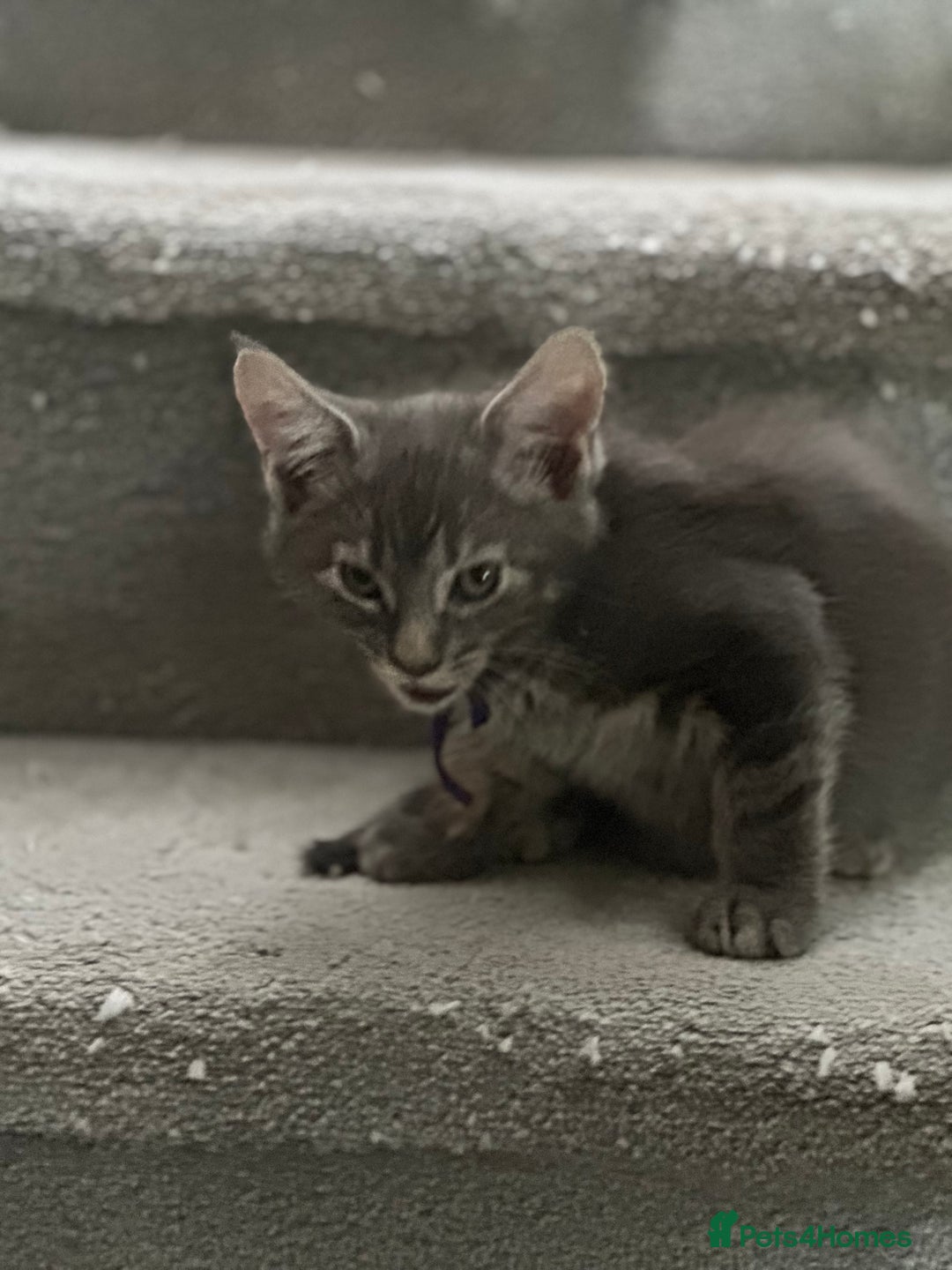 Mixed Breed cats for sale: Mainecoon x kittens  - Image 14