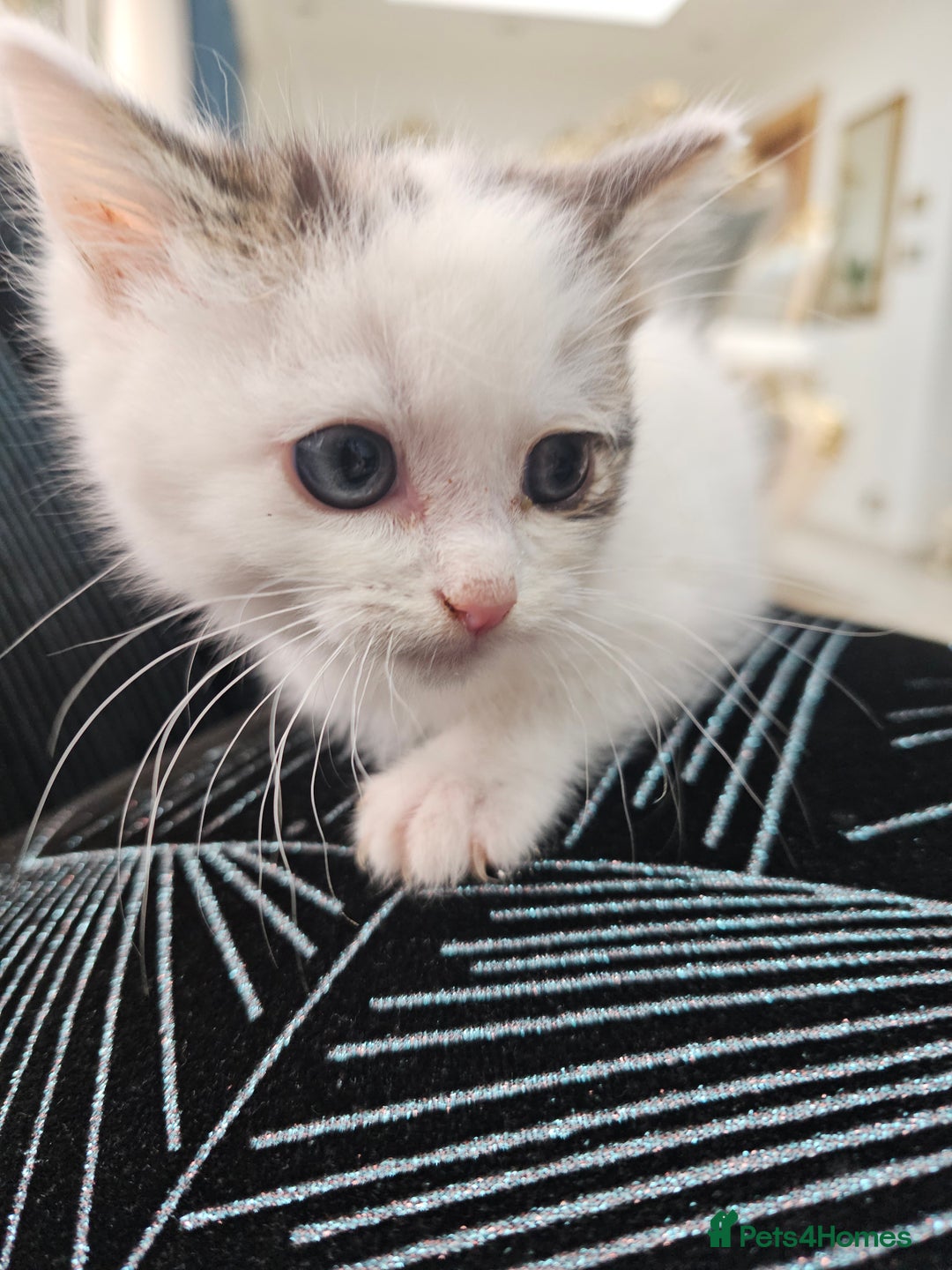 Russian Blue cats for sale: Lovley Russian white/Persian  - Advert 17