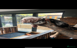 English Bulldog dogs for sale: English bulldog - Advert 9