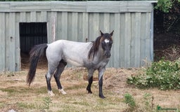 Arabian horse horses for sale: 2 yr old blue roan colt. Arab x welsh. Quick sale - Image 1