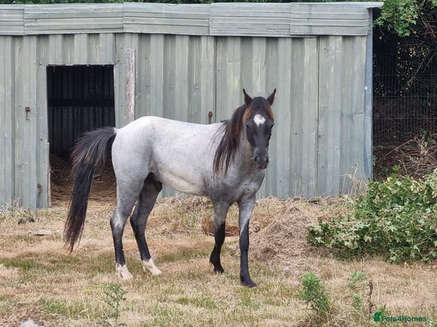 Arabian horse horses - Advert 1