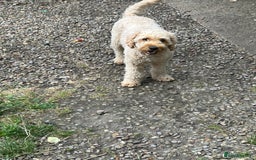 Labradoodle dogs for sale: Labradoodle  - Image 1
