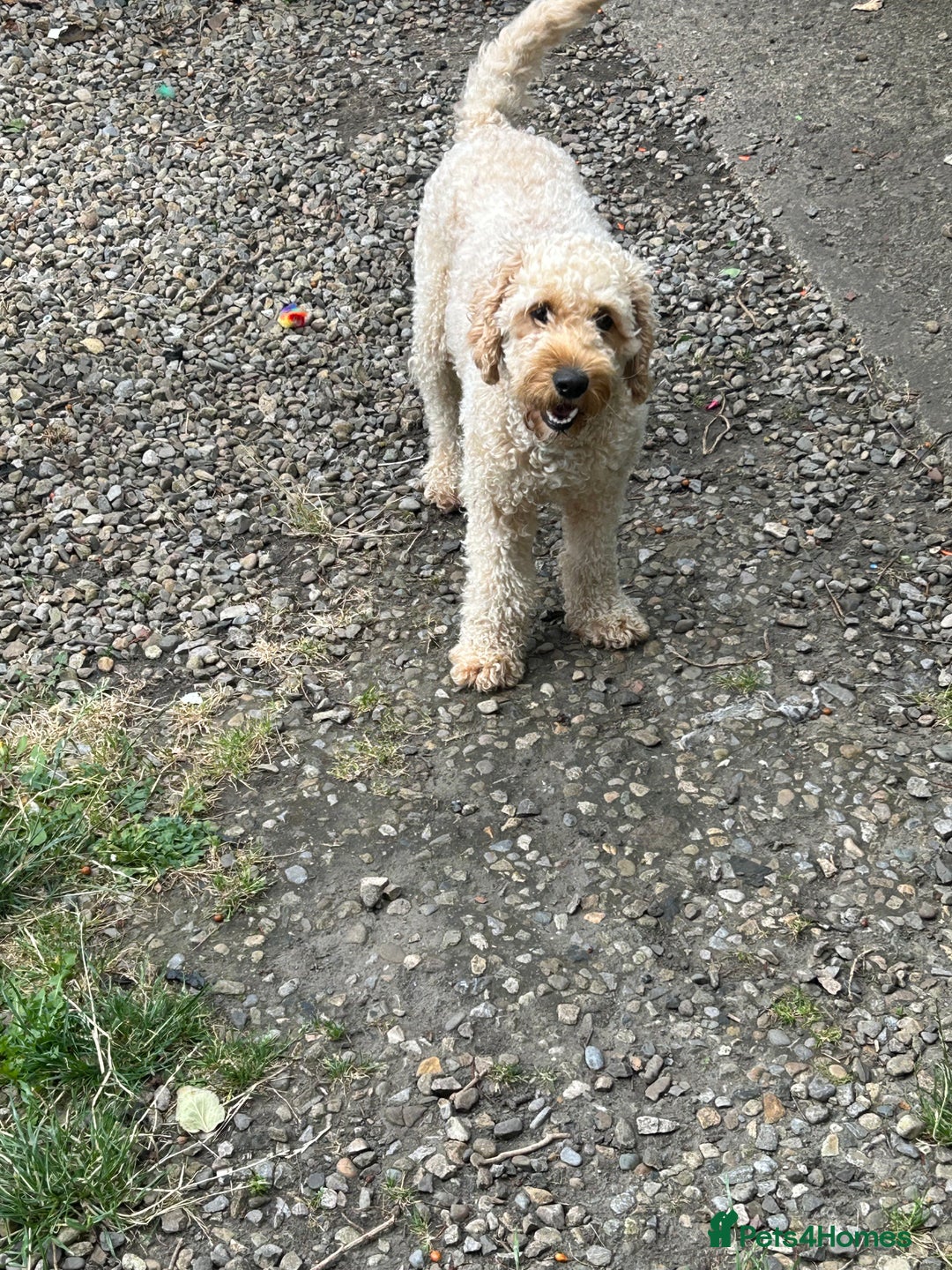 Labradoodle dogs for sale: Labradoodle  - Image 1