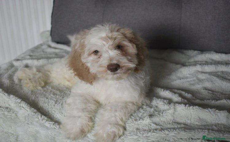 Cavapoo dogs in Rugby - Advert 10