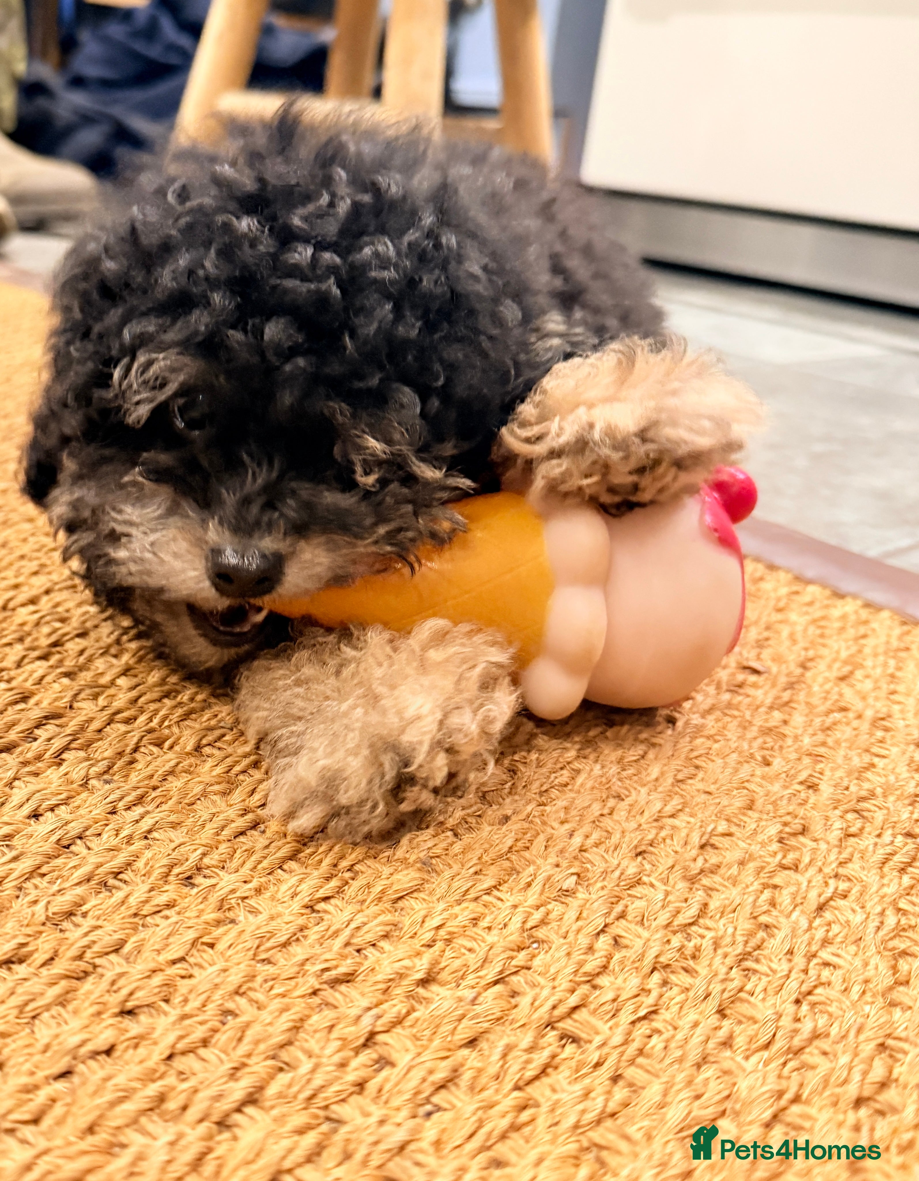 Toy Poodle dogs Beautiful KC Phantom Poodle Boy - Advert 6