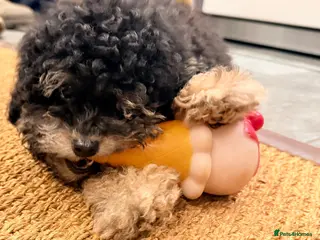 Toy Poodle dogs Beautiful KC Phantom Poodle Boy - Advert 6