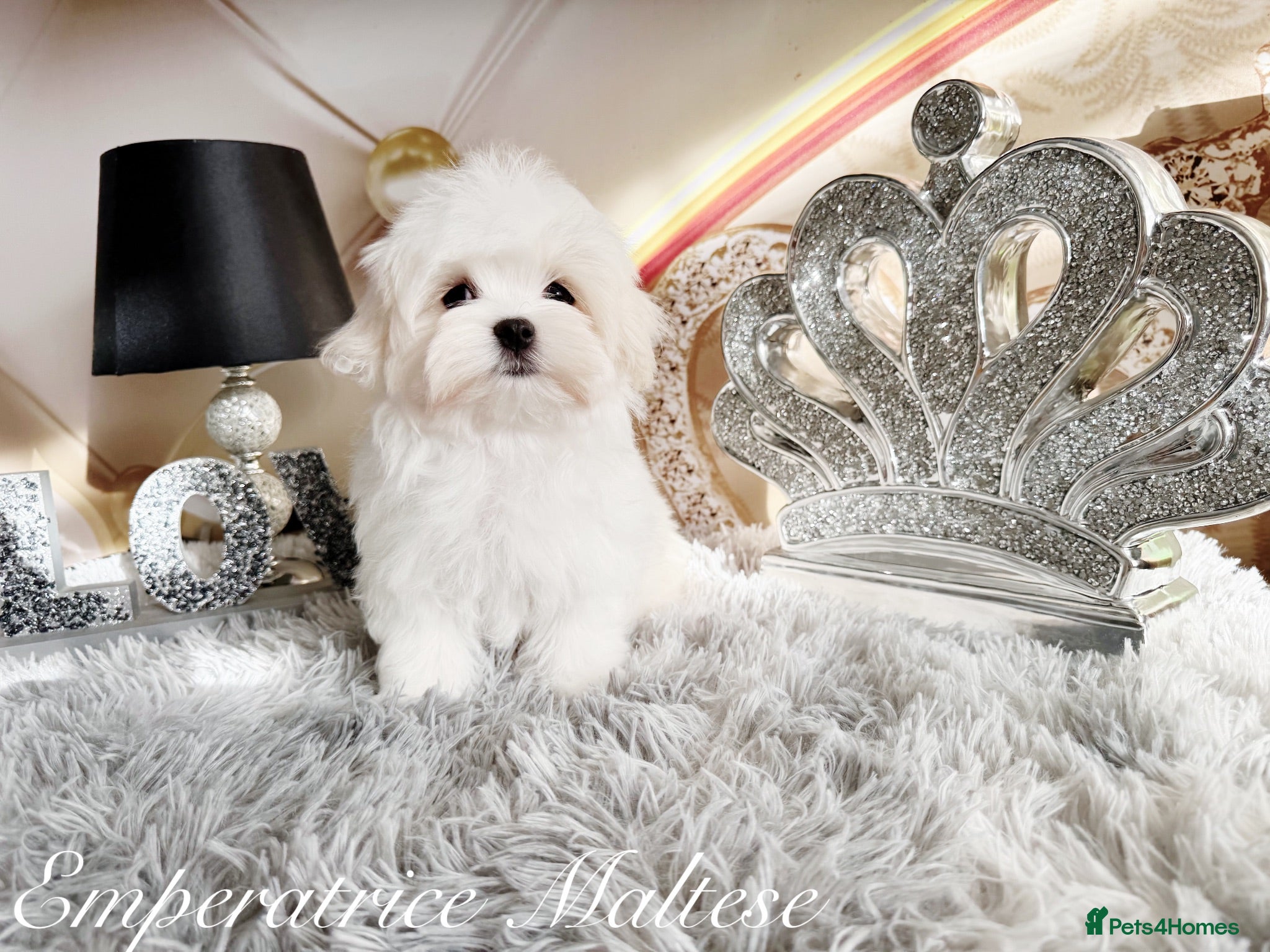 Maltese dogs Tiny KC Reg. Korean Maltese- CH line show dogs! - Advert 1