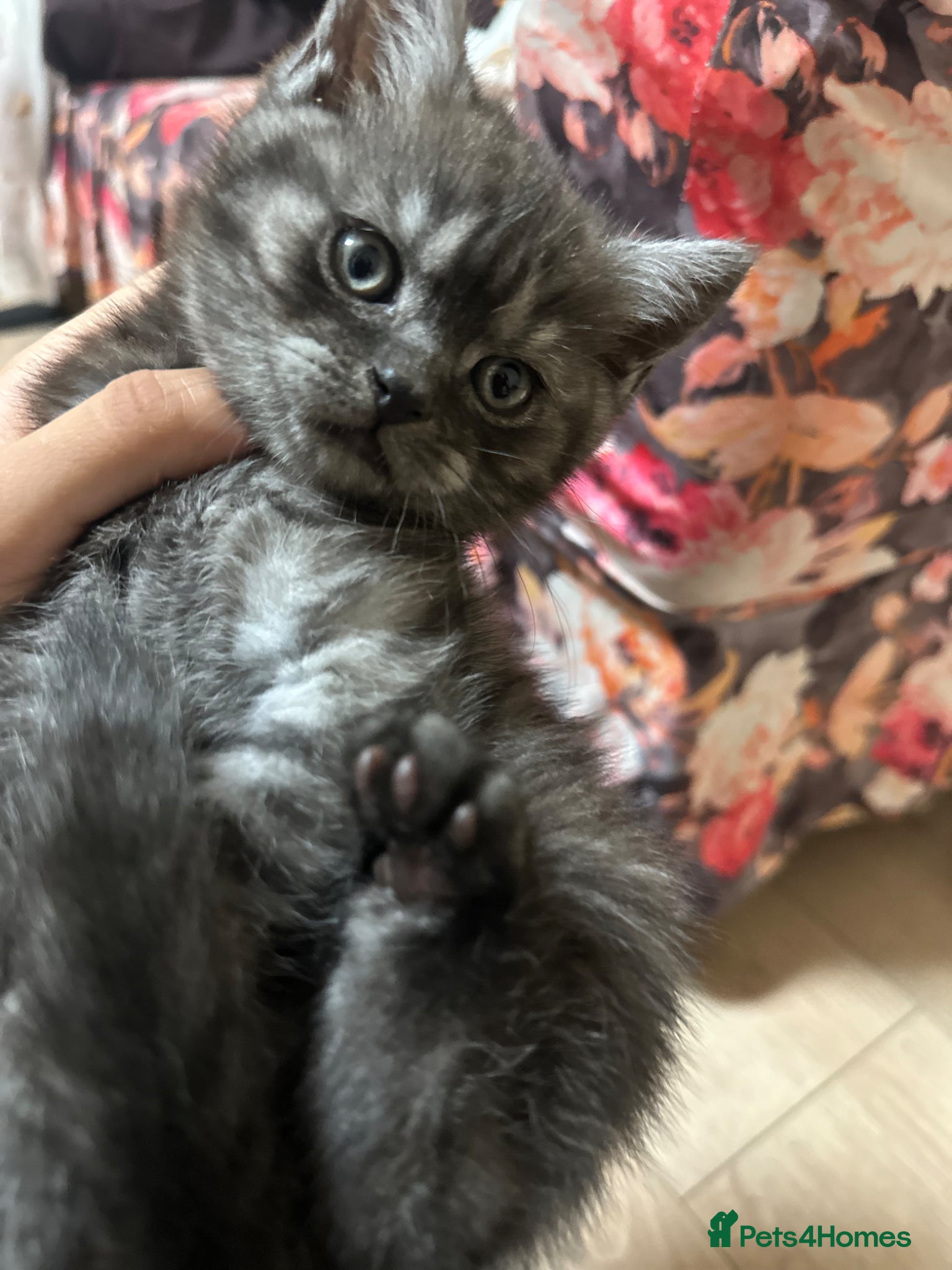 British Shorthair cats for sale: 2 remaining BSH kittens  - Advert 13