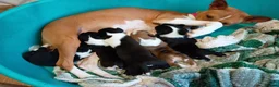 Basenji dogs for sale: Top quality lines pedigree Basenji pups.Ready now. - Advert 14