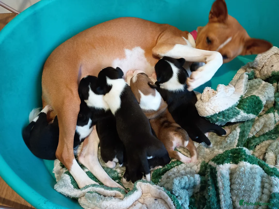 Basenji dogs for sale: Top quality lines pedigree Basenji pups.Ready now. - Advert 14