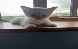Mixed Breed cats for sale: Male Kitten for sale!  - Image 11