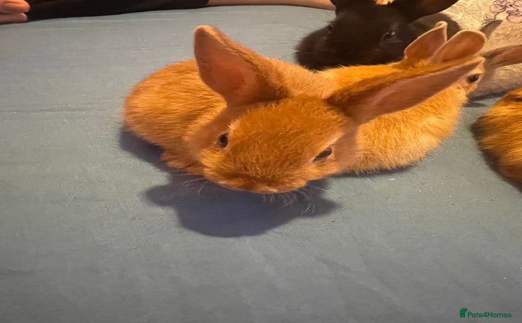 Netherland Dwarf rabbits - Advert 7