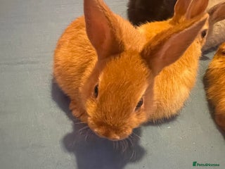 Netherland Dwarf rabbits - Advert 14