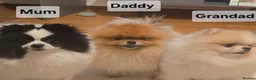Pomeranian dogs for sale: Particolour Poms - Advert 32
