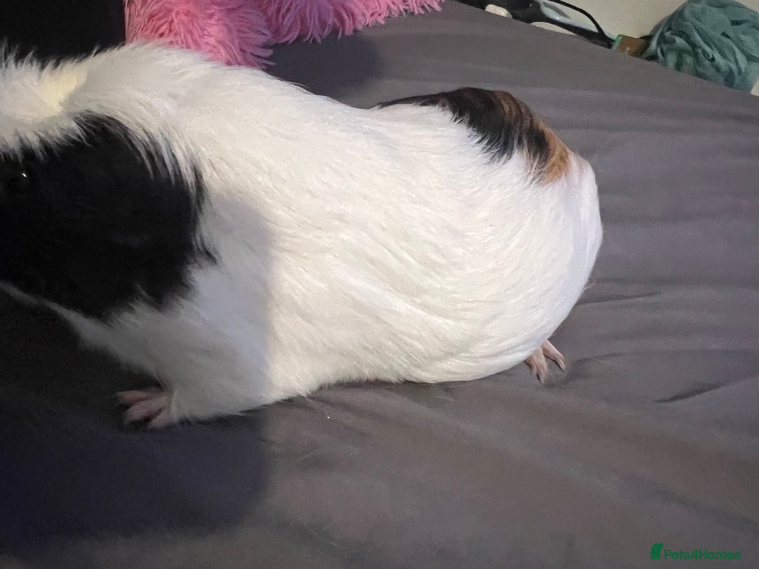 Guinea Pig rodents for sale: Female guinea pigs  - Advert 19