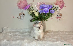 Ragdoll cats for sale: ⭐️TICA REG⭐️Pedigree Ragdoll Kittens DNA CLEAR ✅  - Image 34