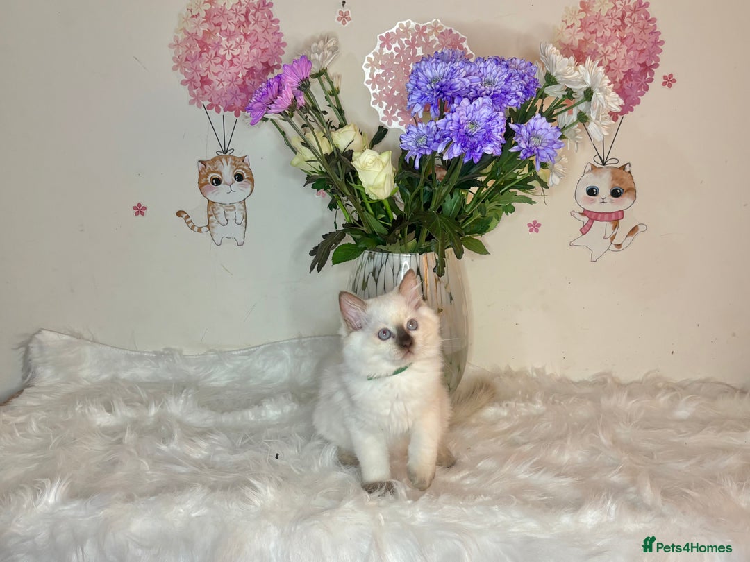 Ragdoll cats for sale: ⭐️TICA REG⭐️Pedigree Ragdoll Kittens DNA CLEAR ✅  - Image 34
