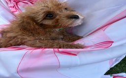 Cavapoo dogs for sale: 🐾💕💙STUNNING F1 CAVAPOOS 💙💕🐾 - Image 26