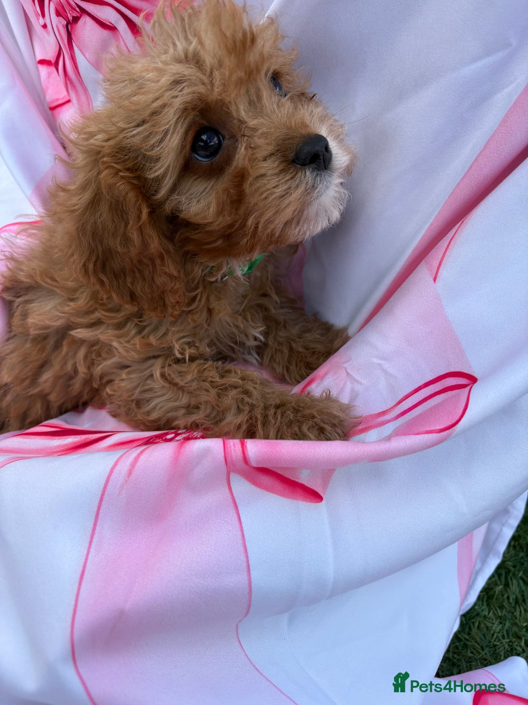 Cavapoo dogs for sale: 🐾💕💙STUNNING F1 CAVAPOOS 💙💕🐾 - Image 26