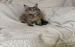 Maine Coon cats for sale: Stuning Maine Coon girl - Advert 5