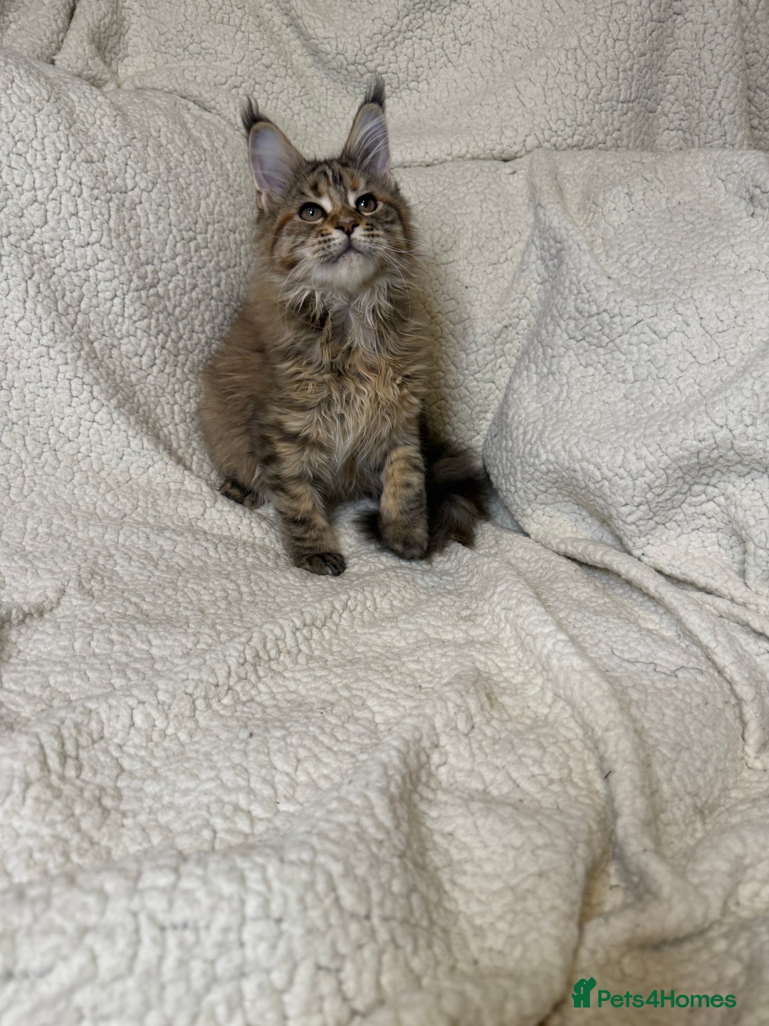 Maine Coon cats for sale: Stuning Maine Coon girl - Advert 5