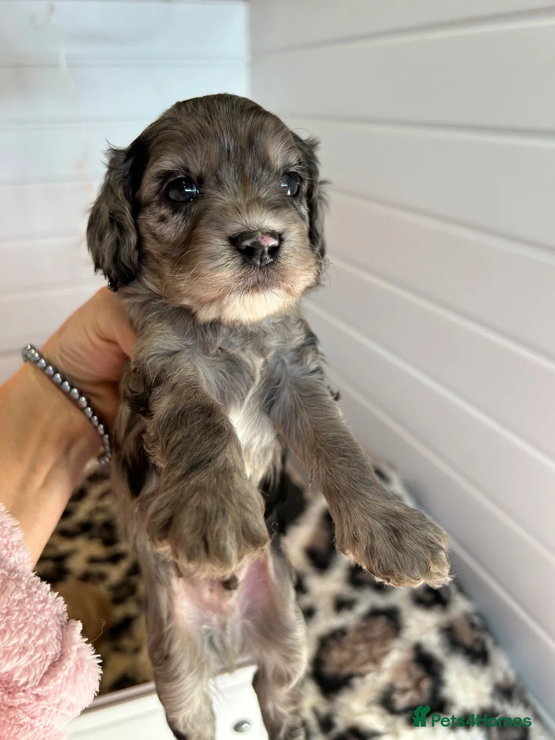 Cavapoo dogs for sale: F1 cavapoo puppies 5⭐️ breeder in Sheerness - Advert 12