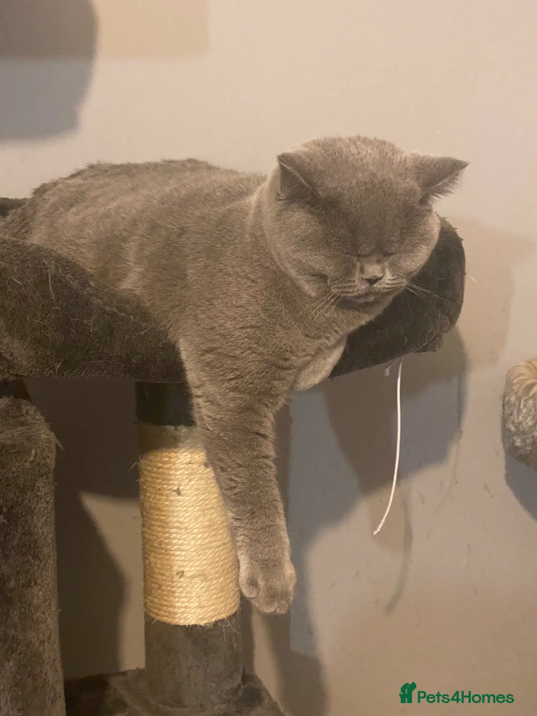 British Shorthair cats for sale: British Shorthair Blue  - Advert 2