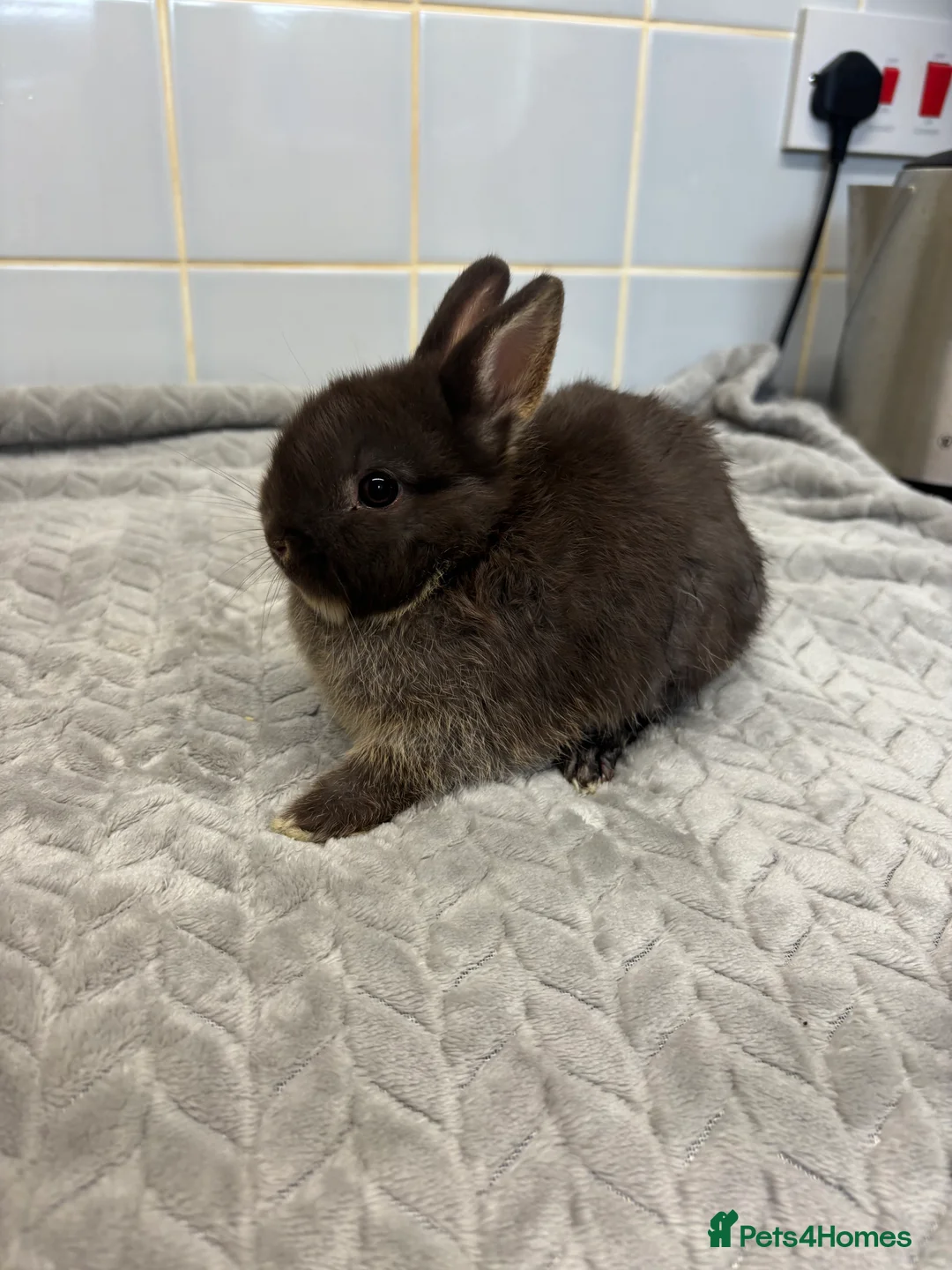 Netherland Dwarf rabbits for sale: three stunning Netherland w dwarf  - Advert 4