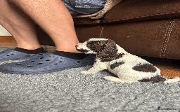 Cocker Spaniel dogs for sale: KC Reg Show Type Cocker Spaniel Pups. Family Home  - Image 10