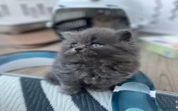 British Shorthair cats for sale: Champion Bloodline British Shorthair/Longhair - Image 12