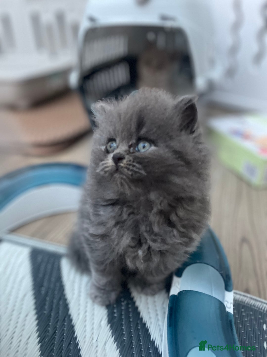 British Shorthair cats for sale: Champion Bloodline British Shorthair/Longhair - Image 12