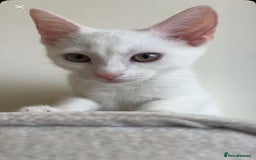 American Shorthair cats for sale: Prince  - Image 3