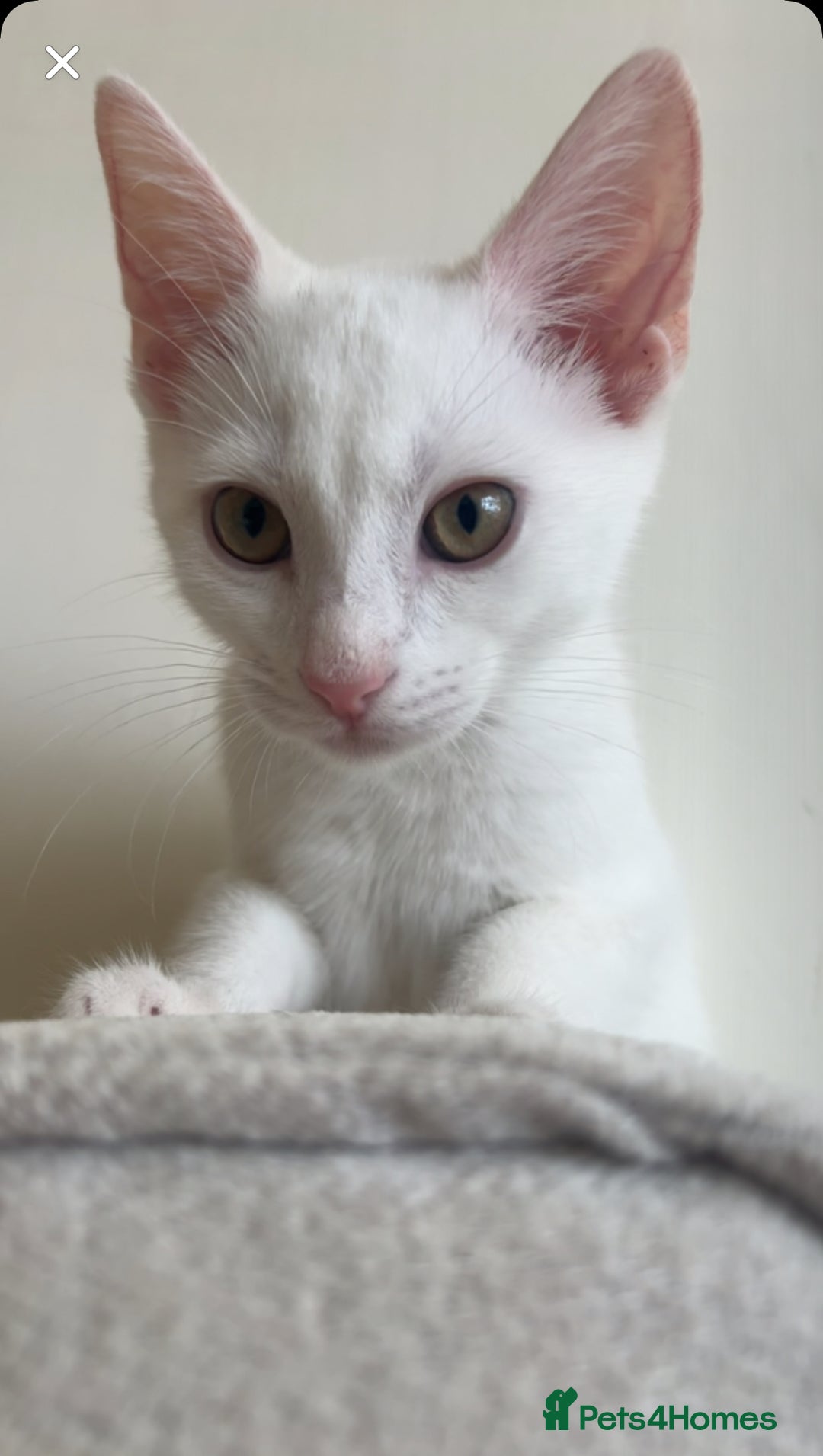 American Shorthair cats for sale: Prince  - Image 3