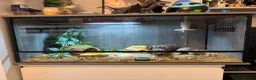Leopard Gecko reptiles for sale: Leopard Gecko & Full set up in Larbert - Advert 3