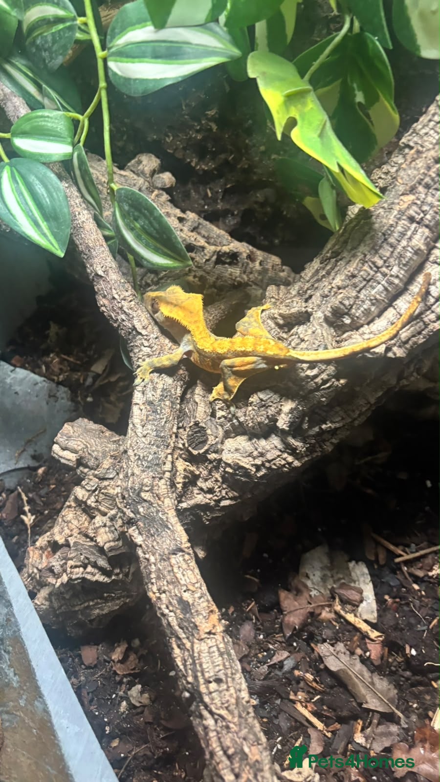 Gecko reptiles Crested Gecko - Advert 2
