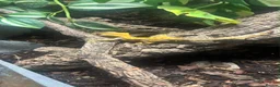 Gecko reptiles for sale: Crested Gecko in Hertford - Advert 2