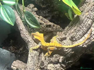 Gecko reptiles Crested Gecko - Advert 2