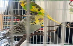 Budgerigars birds for sale: pair of budgies and a cage - Image 5
