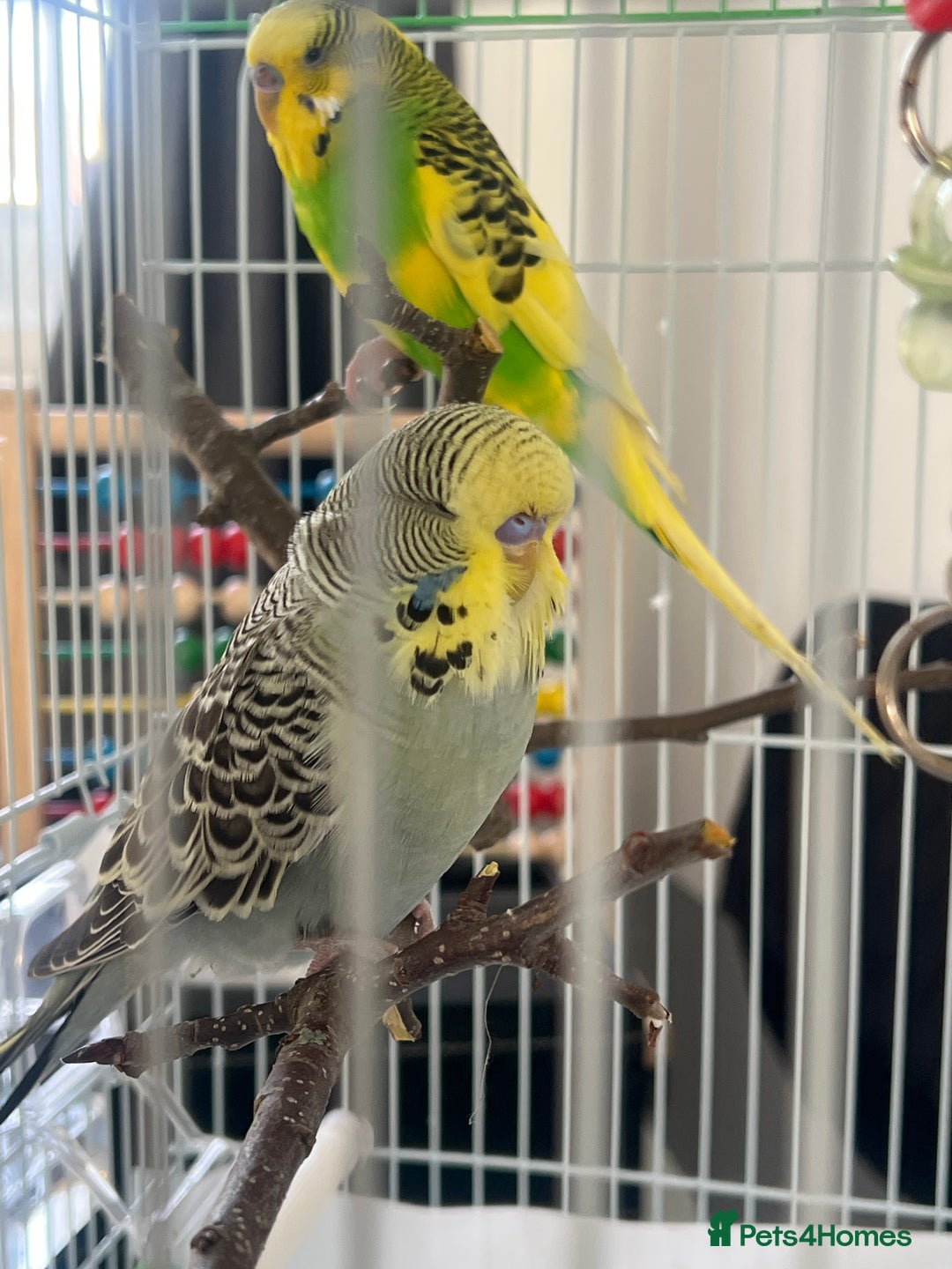 Budgerigars birds for sale: pair of budgies and a cage - Image 5