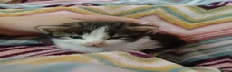 Mixed Breed cats for sale: ❤️Tiny Paws, Big Hearts Ready for Loving Home soon - Advert 15