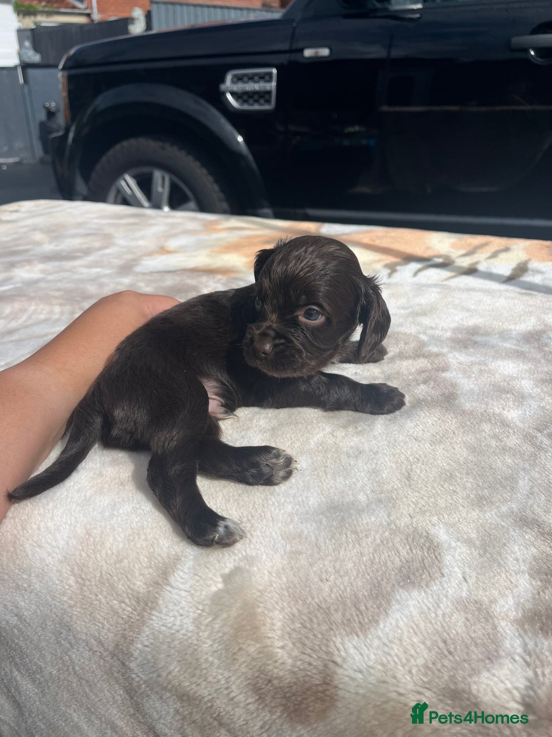 Cocker Spaniel dogs for sale: cocker spaniel puppies - Image 11