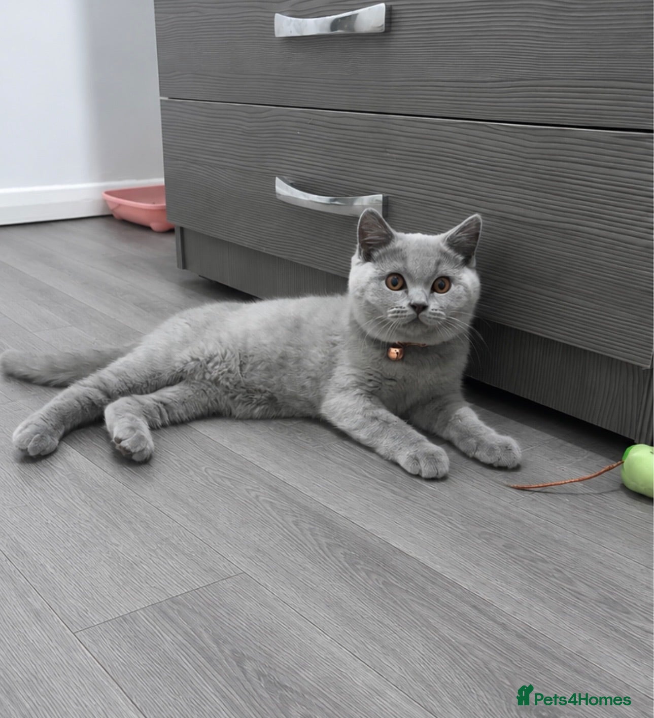 British Shorthair cats Champion Line MALE British Shorthair🏆 - Advert 1