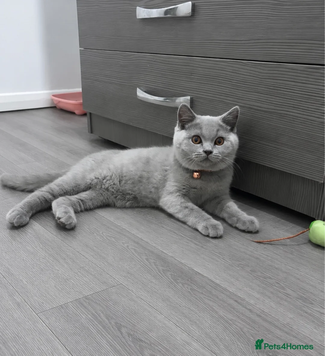 British Shorthair cats for sale: Champion Line MALE British Shorthair🏆 - Advert 1