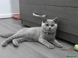British Shorthair cats Registered Champion Line MALE British Shorthair🏆 - Advert 2
